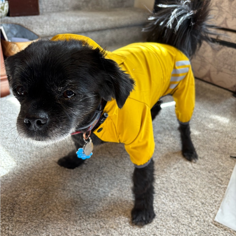 Yellow Dog Raincoat
